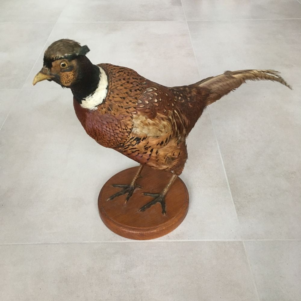 Opgezette fazant, staand op plankje - taxidermie, Ophalen of Verzenden, Gebruikt, Vogel, Opgezet dier