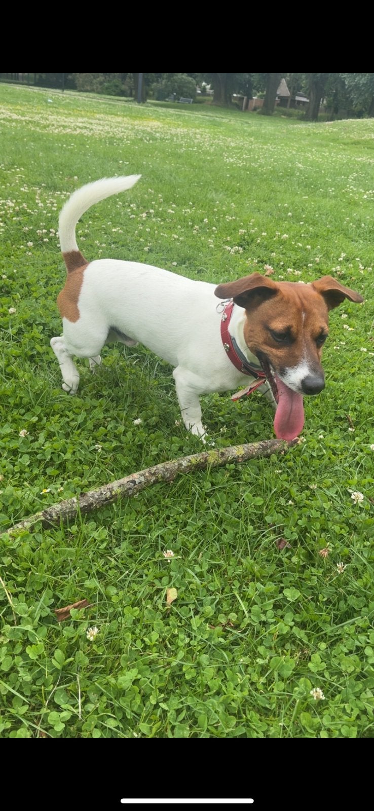 Vriendelijke Jack russel 1jaar zoek nieuw thuis!, Parvo, Jack Russell Terriër, Reu, 1 tot 2 jaar