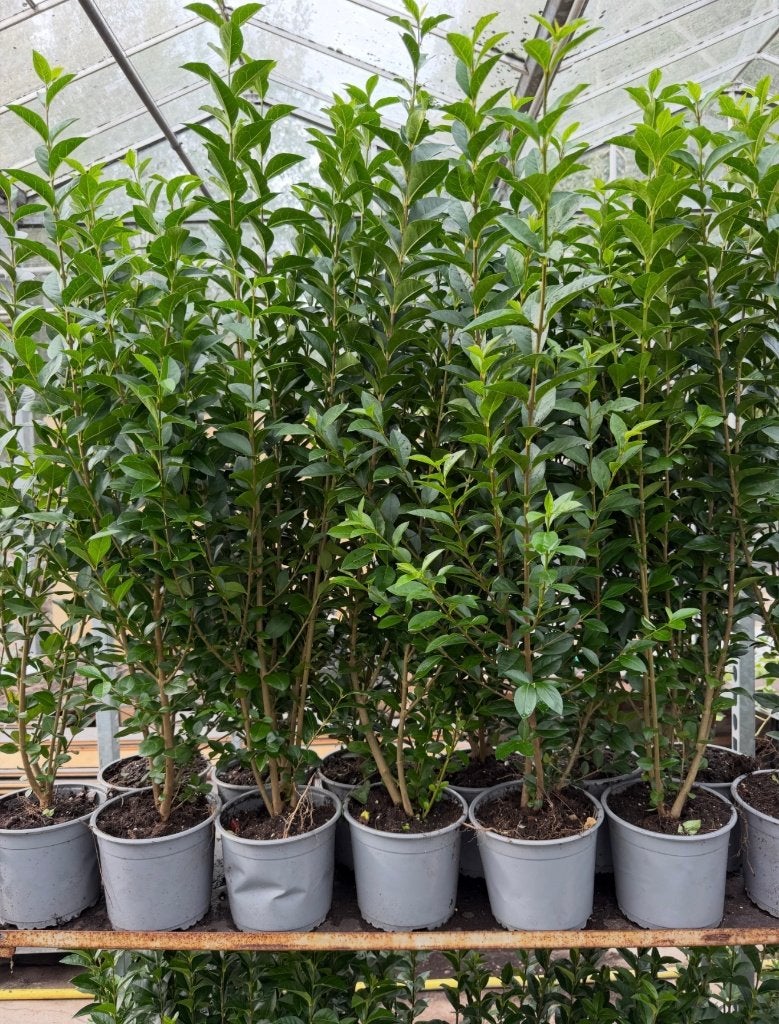 mooie Ligustrum groenblijvende liguster ovalifolium, Tuin en Terras, Ophalen of Verzenden, Liguster, Minder dan 100 cm