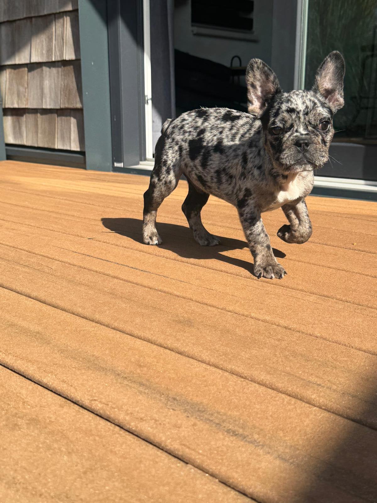 Unieke Black merle Reutje, Particulier, 15 weken tot 1 jaar, Reu, Buitenland