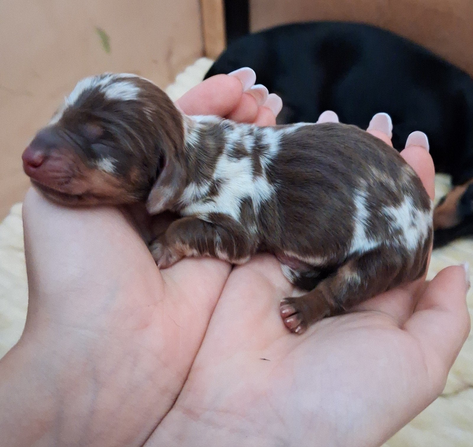 mooie teckelpups korthaar, 8 tot 15 weken, Korthaar, Dwerg, Meerdere