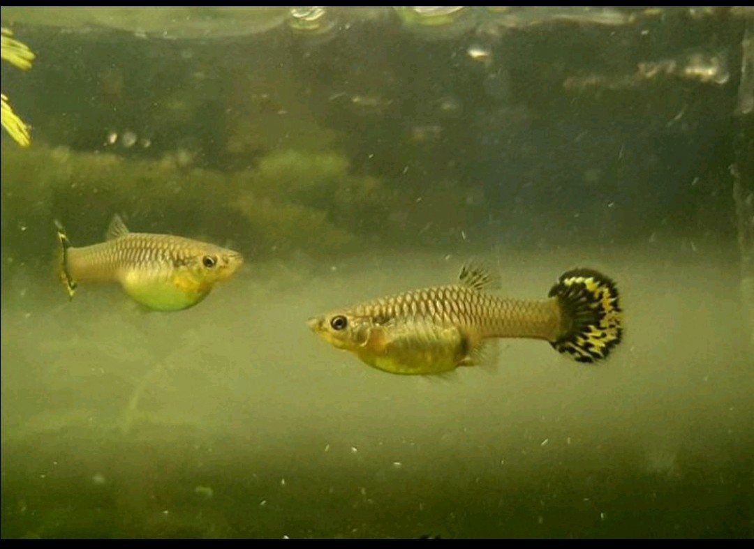 Eigen kweek jonge vrouwtjes guppy's, Dieren en Toebehoren, Vis
