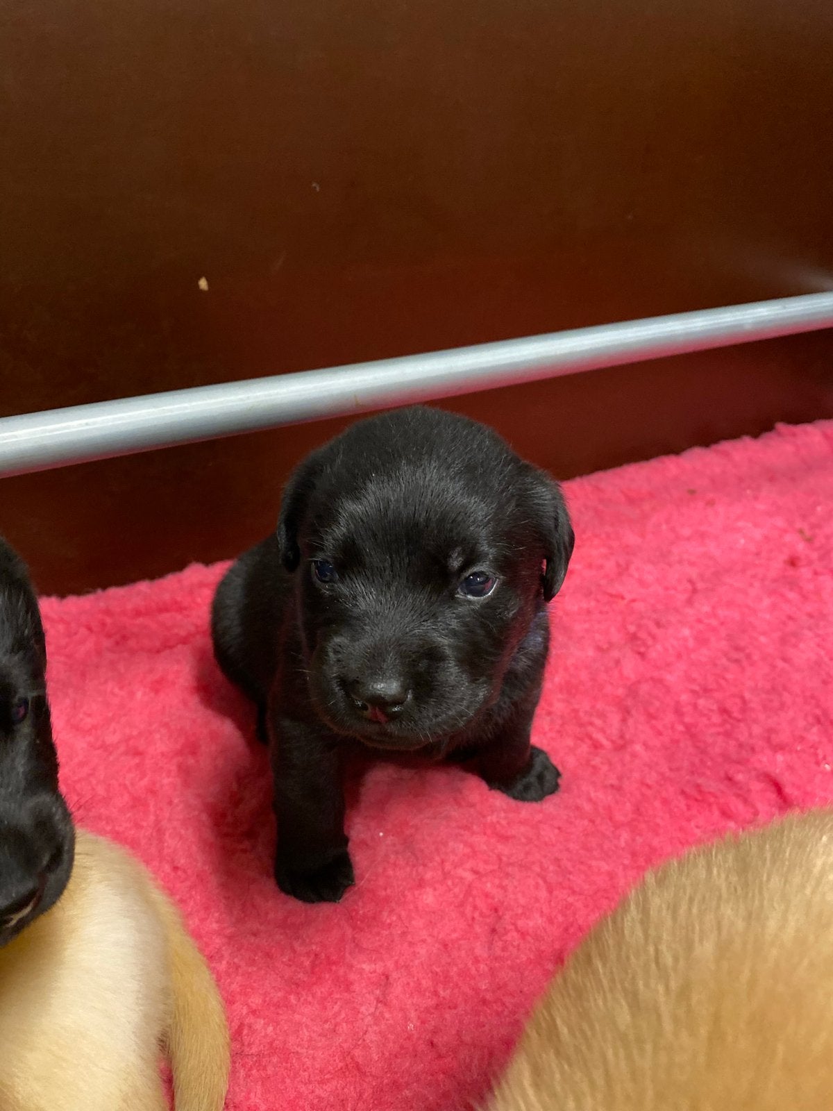 2 prachtige zwarte labrador reutjes met stamboom, Parvo, 8 tot 15 weken, Labrador retriever, Meerdere
