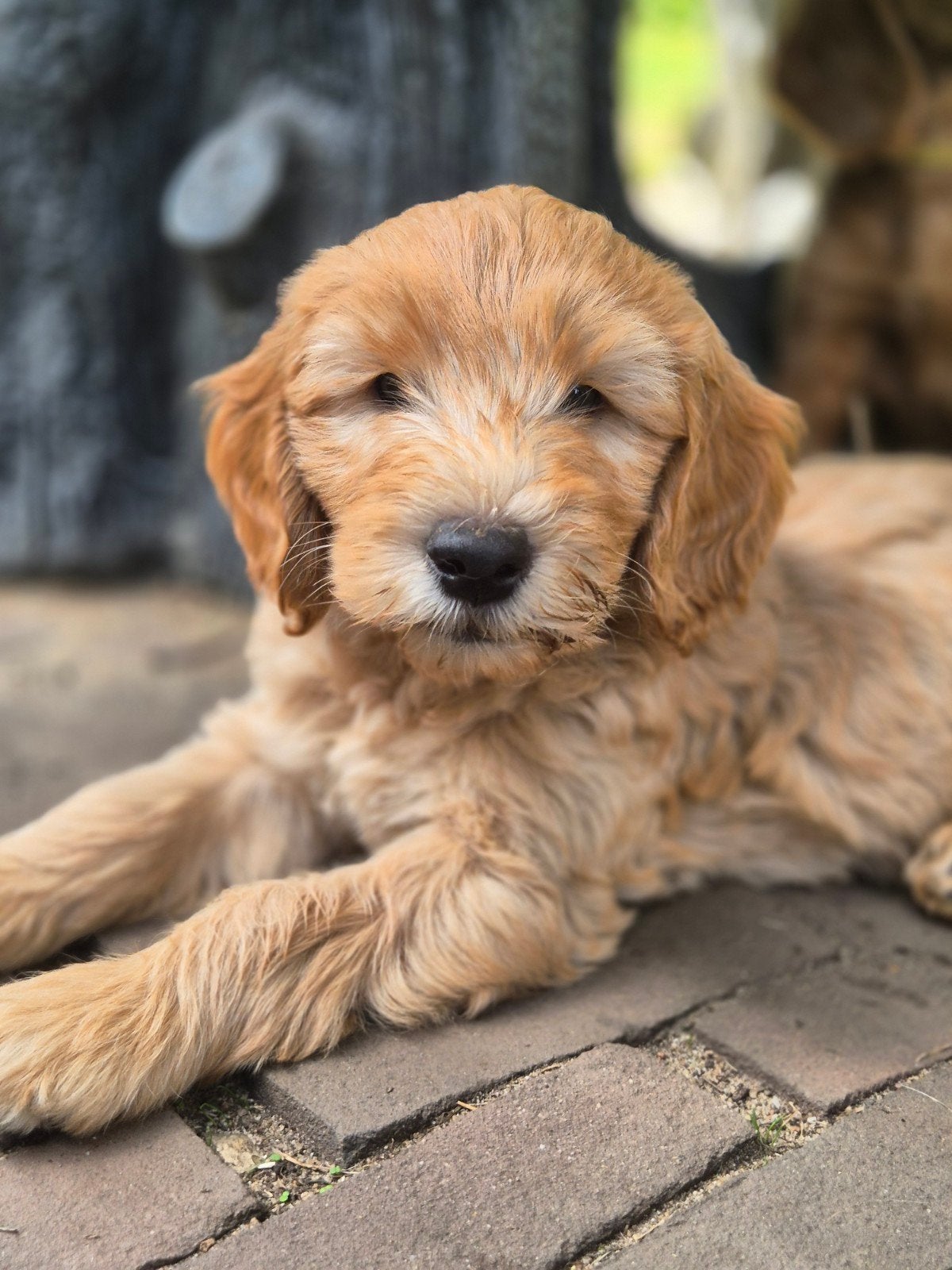 labradoodle pups abrikooskleur: mogen nest verlaten!, Dieren en Toebehoren, Honden | Retrievers, Spaniëls en Waterhonden, Overige rassen