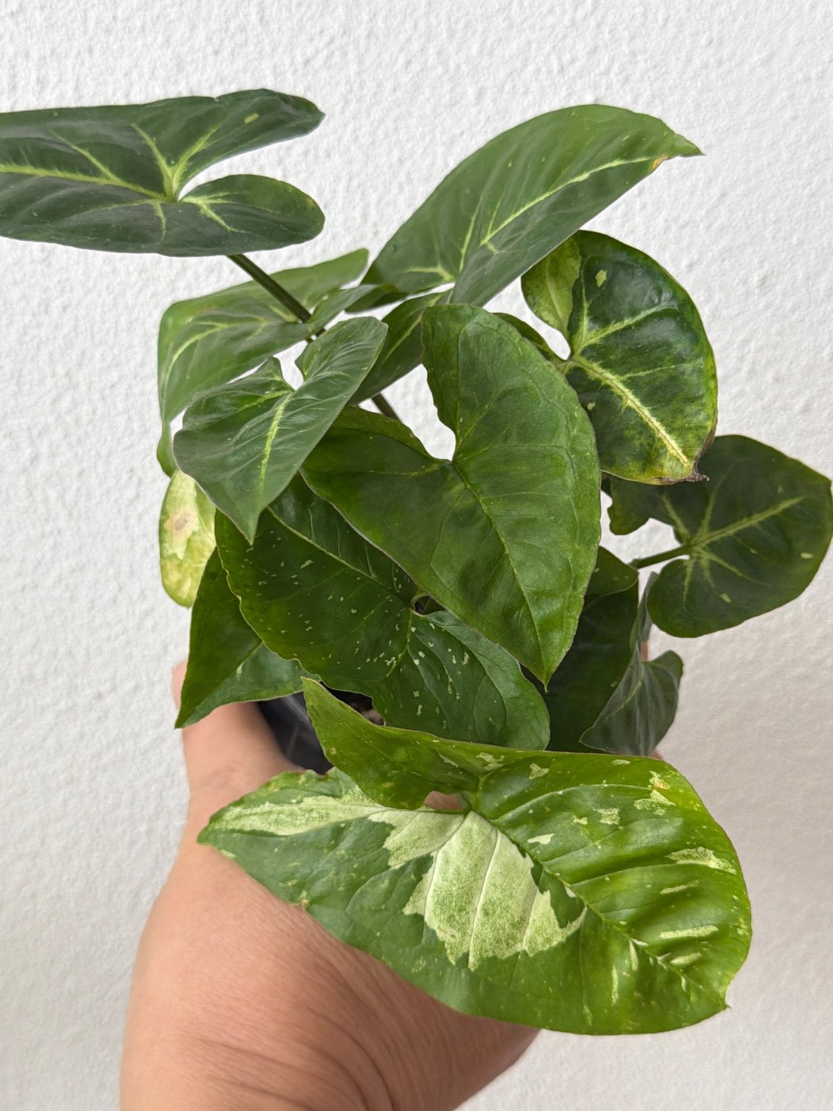 Syngonium Panda, Ophalen of Verzenden, Halfschaduw, Minder dan 100 cm