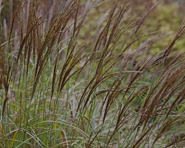 Miscanthus siergras, Ophalen