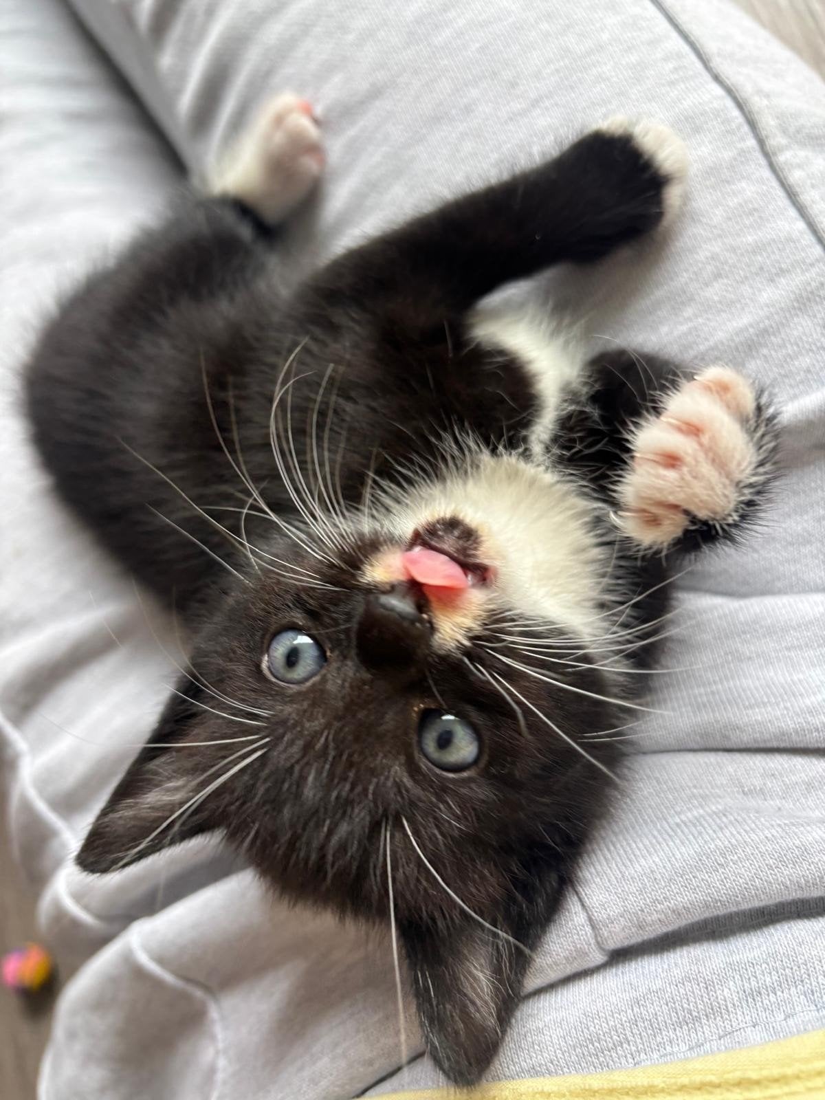 kittens zwart met wit, Meerdere dieren, 0 tot 2 jaar