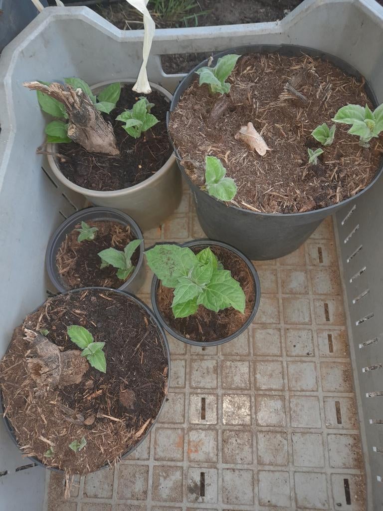 Yacon, appelwortel, Tuin en Terras, Planten | Tuinplanten, Ophalen, Overige soorten, Volle zon