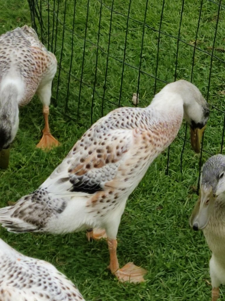 pluimvee, Dieren en Toebehoren, Pluimvee, Mannelijk, Eend