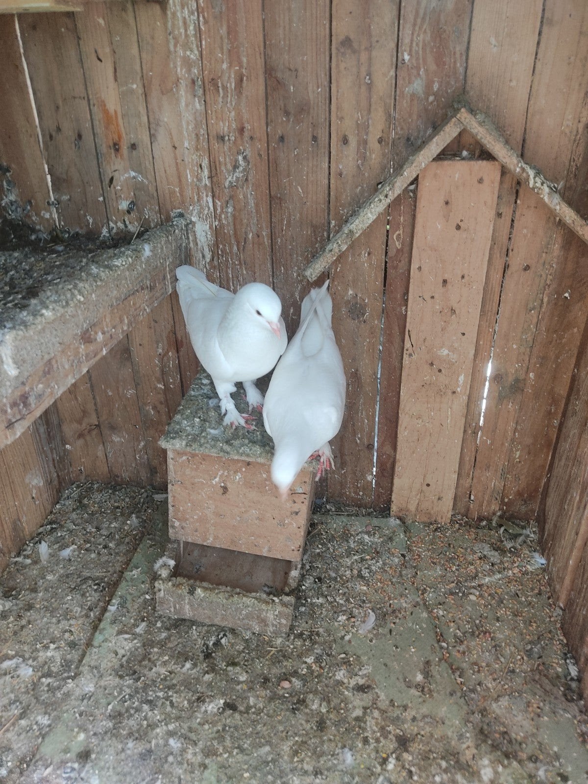 Takla Güvercin çift, Dieren en Toebehoren