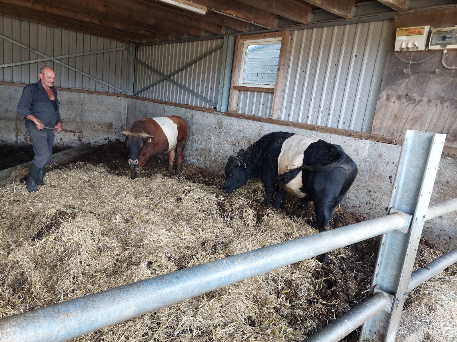 lakenvelder stieren te koop, Mannelijk