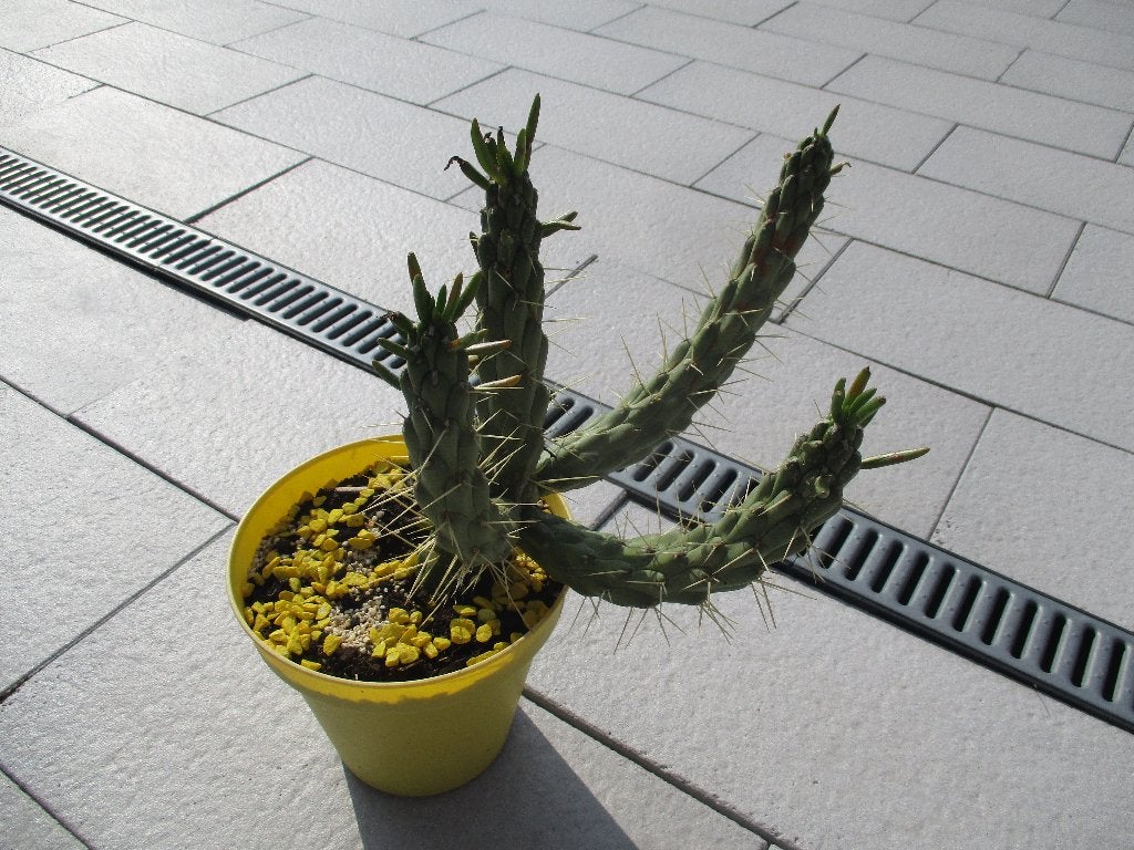 cactus, Volle zon, Vaste plant, Bloeit niet, Ophalen