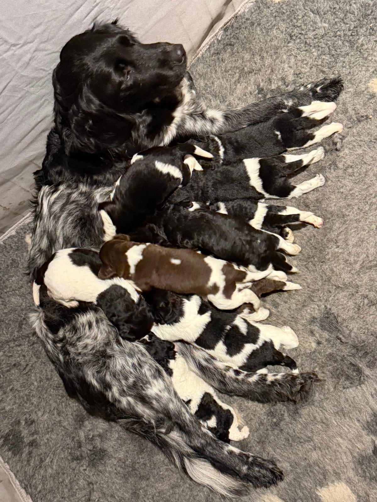 Friese stabij pups, Dieren en Toebehoren, Reu, 8 tot 15 weken, Parvo, Meerdere
