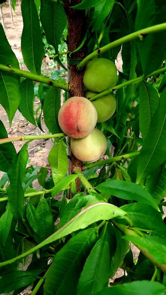 Prunus persica 'Benedicte' ❗️perzikboom🍀🍑❗️, Tuin en Terras, Planten | Fruitbomen, Appelboom, Lente, Ophalen