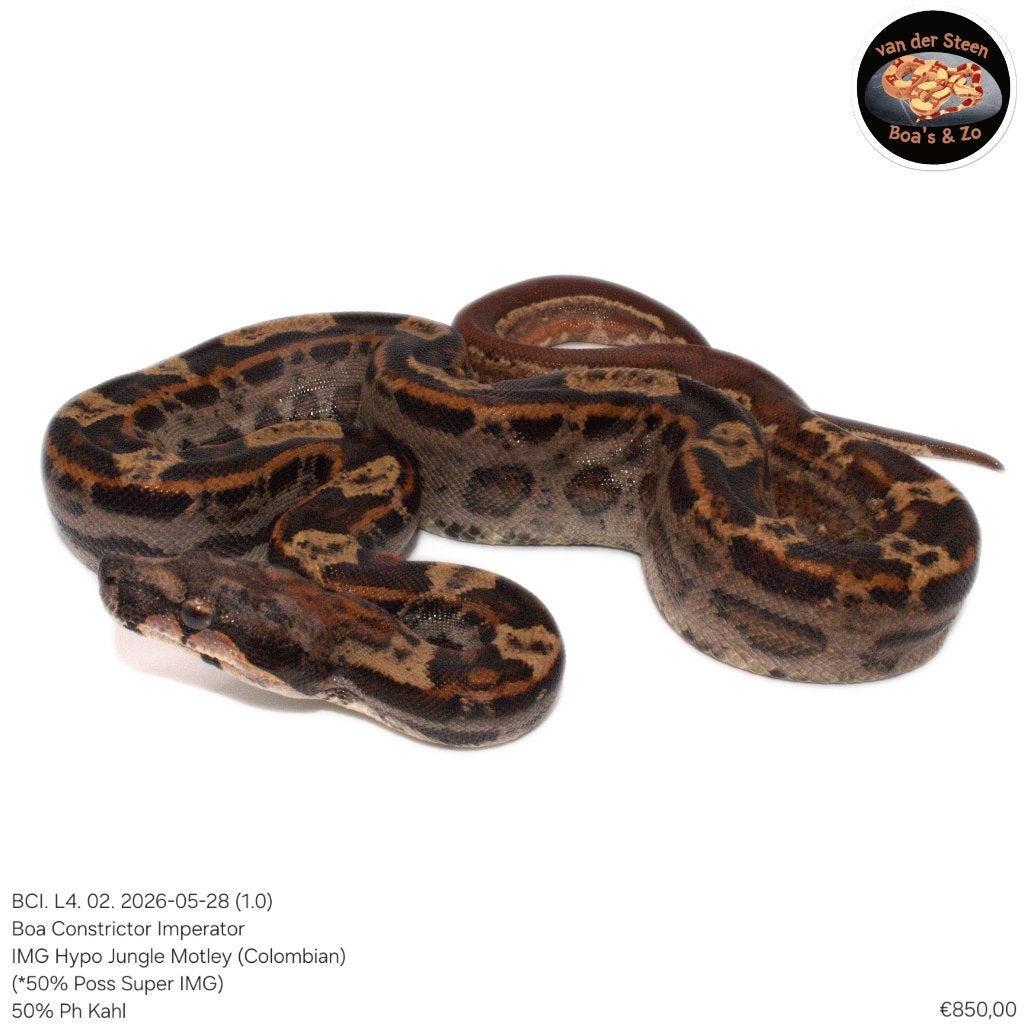 Boa Constrictor Imperator Litter 04 2026 Boa Constrictor photo 2