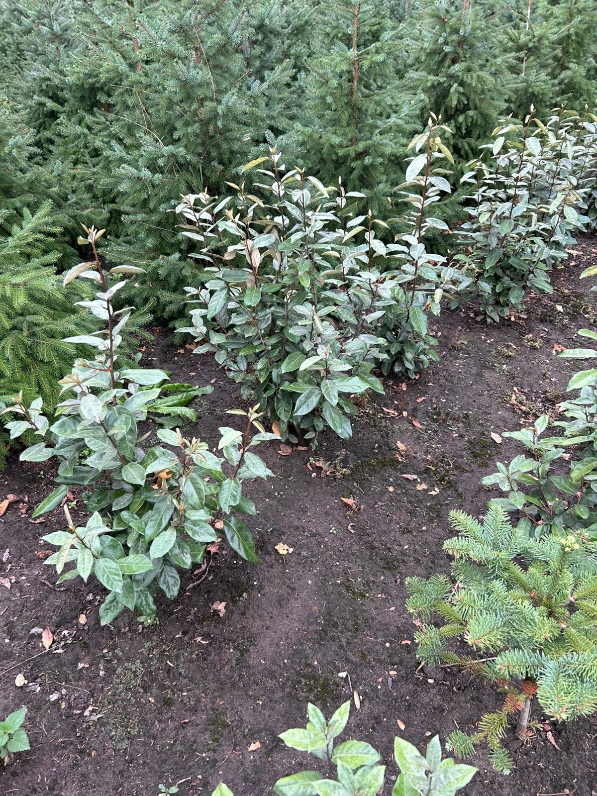 Eleagnus te koop haagplant, Tuin en Terras, Ophalen, Overige soorten, Minder dan 100 cm