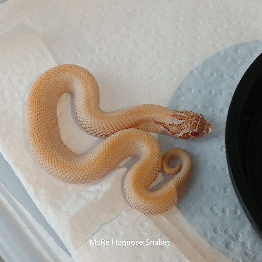 Heterodon nasicus Super yeti, enz, Dieren en Toebehoren, Slang, 0 tot 2 jaar