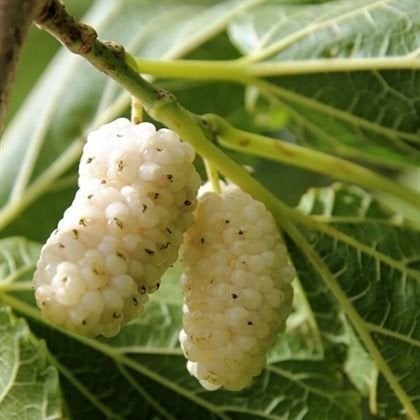 Turkse moerbei Boom, Tuin en Terras, Ophalen, 250 tot 400 cm