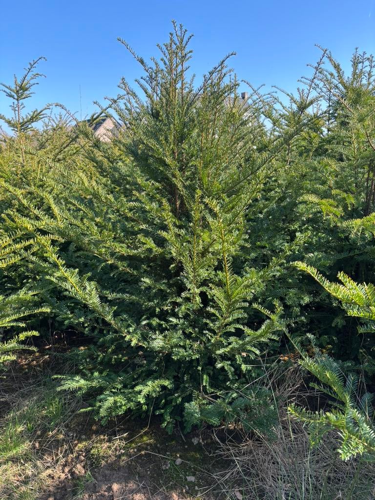 Taxus en coniferen te koop, Ophalen, Bloeit niet, Halfschaduw, Overige soorten
