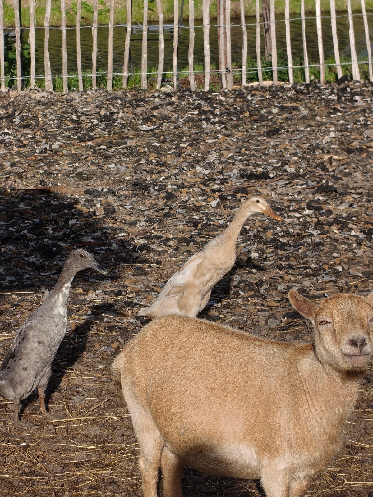 4 loopeenden en oude legkipjes, Dieren en Toebehoren, Meerdere dieren, Eend