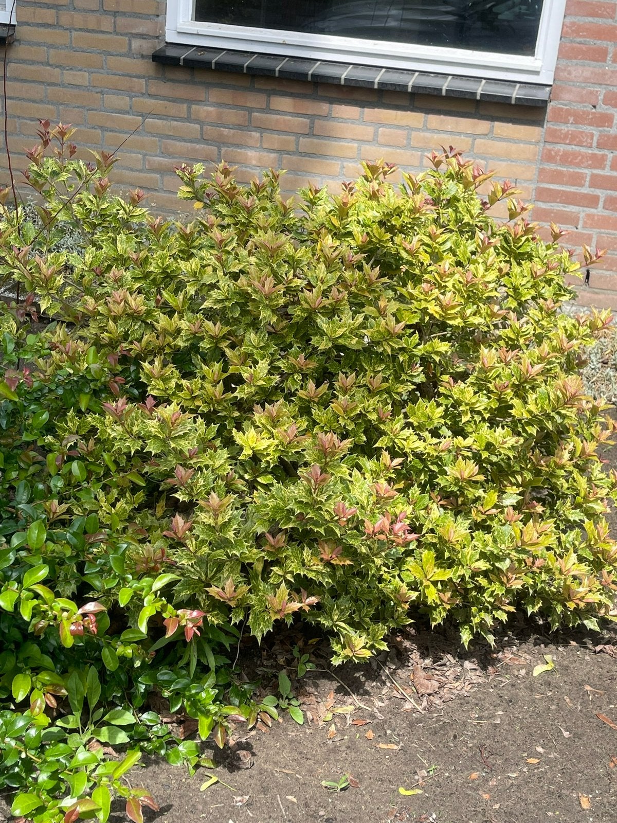 GRATIS STRUIKEN, Ophalen, Overige soorten, Minder dan 100 cm