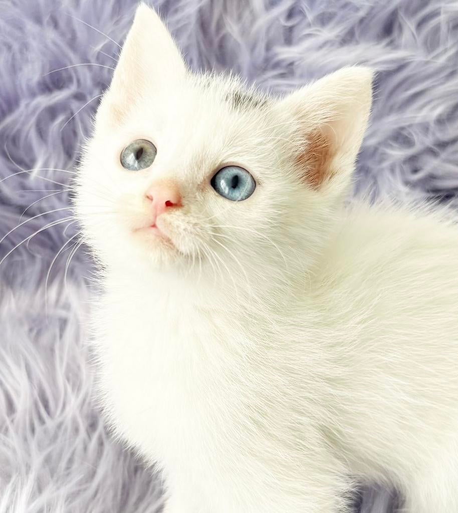 Unieke kruising britse korthaar kittens(blauw/creme odd eye), Meerdere dieren, 0 tot 2 jaar