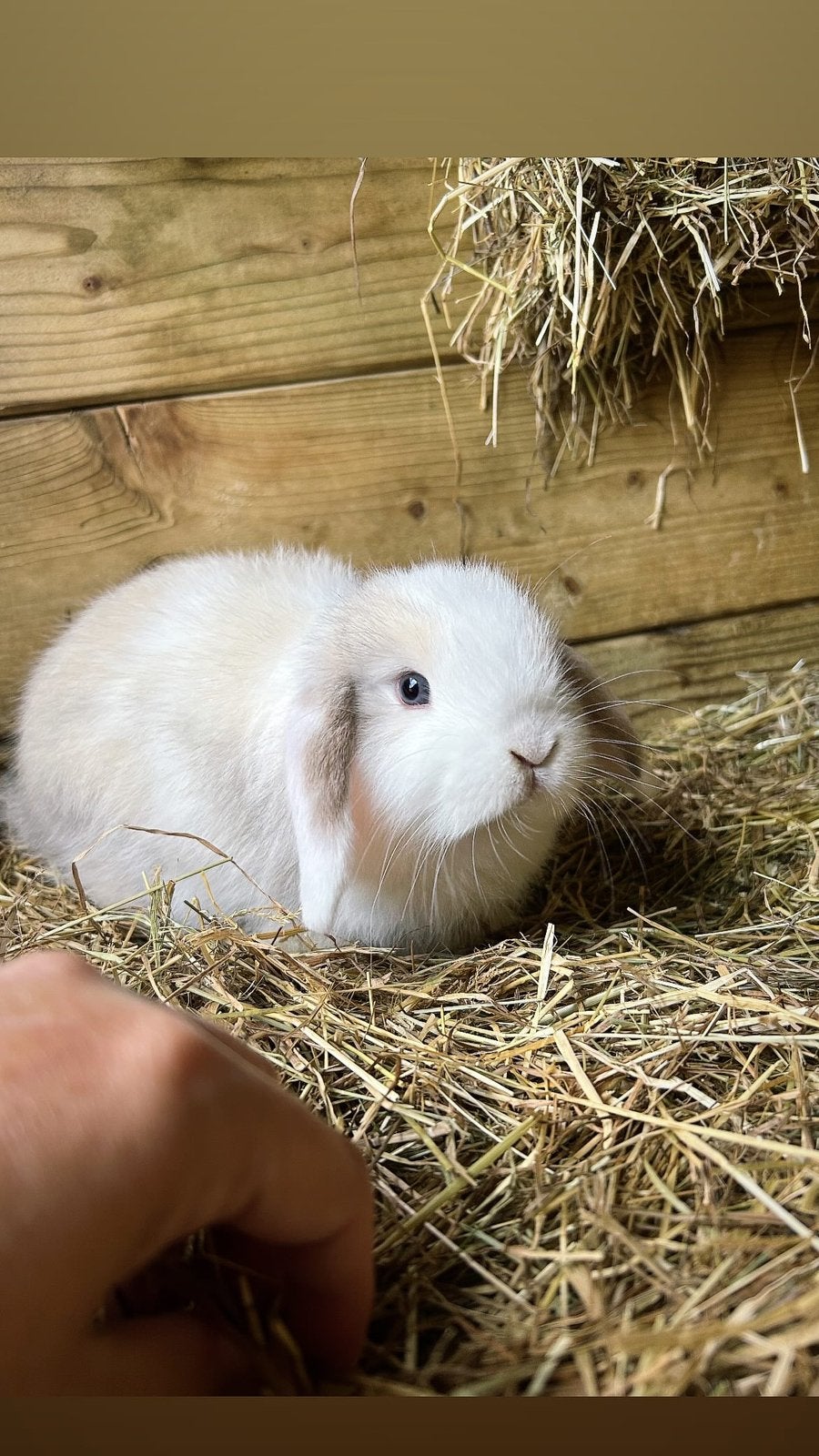 Mooi minilop voedstertje, Dieren en Toebehoren, Konijnen, Vrouwelijk, Dwerg, Hangoor, 0 tot 2 jaar
