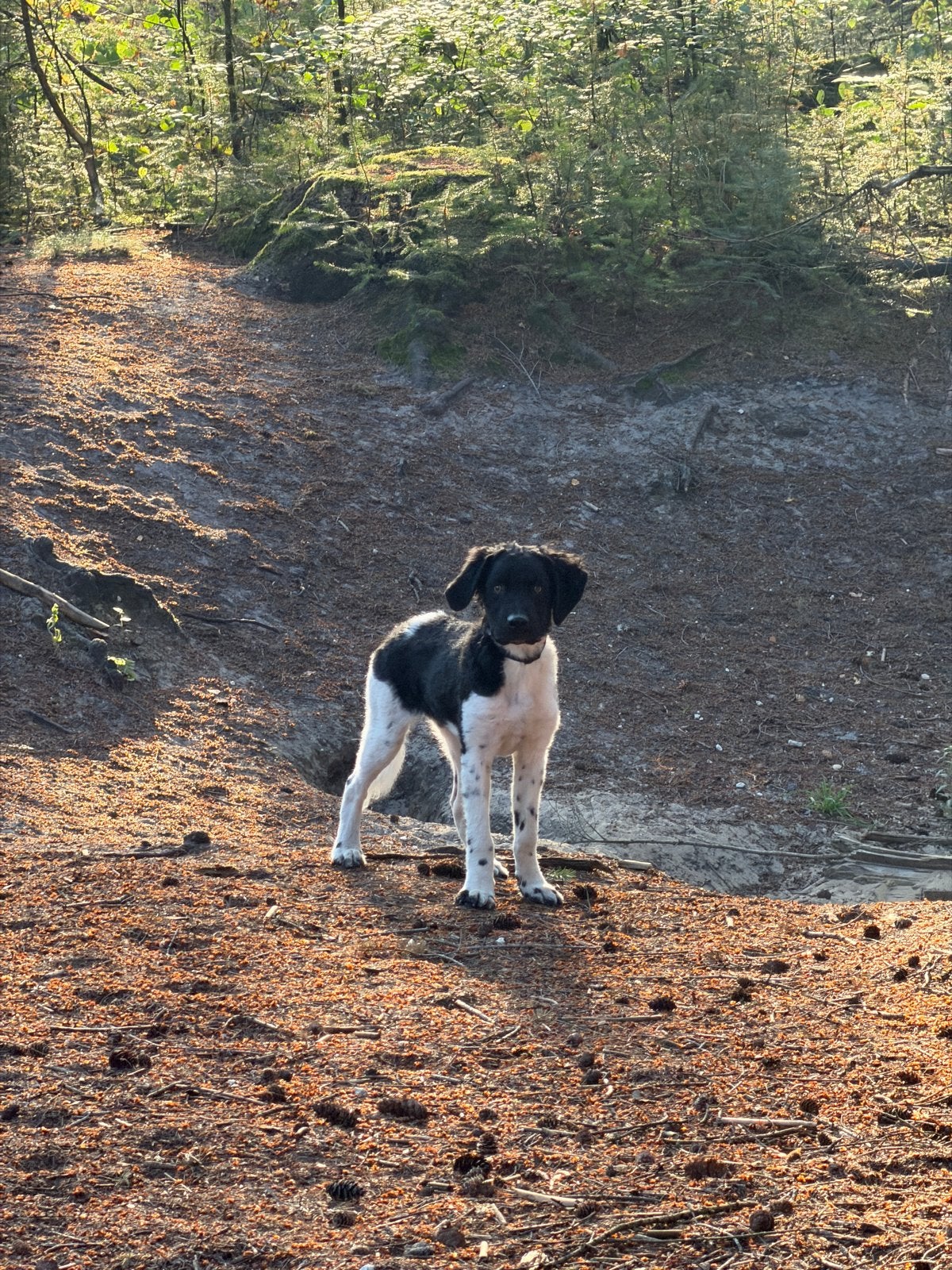 Friese stabij, Dieren en Toebehoren, Honden | Niet-rashonden, 15 weken tot 1 jaar, Reu, Parvo, Eén hond