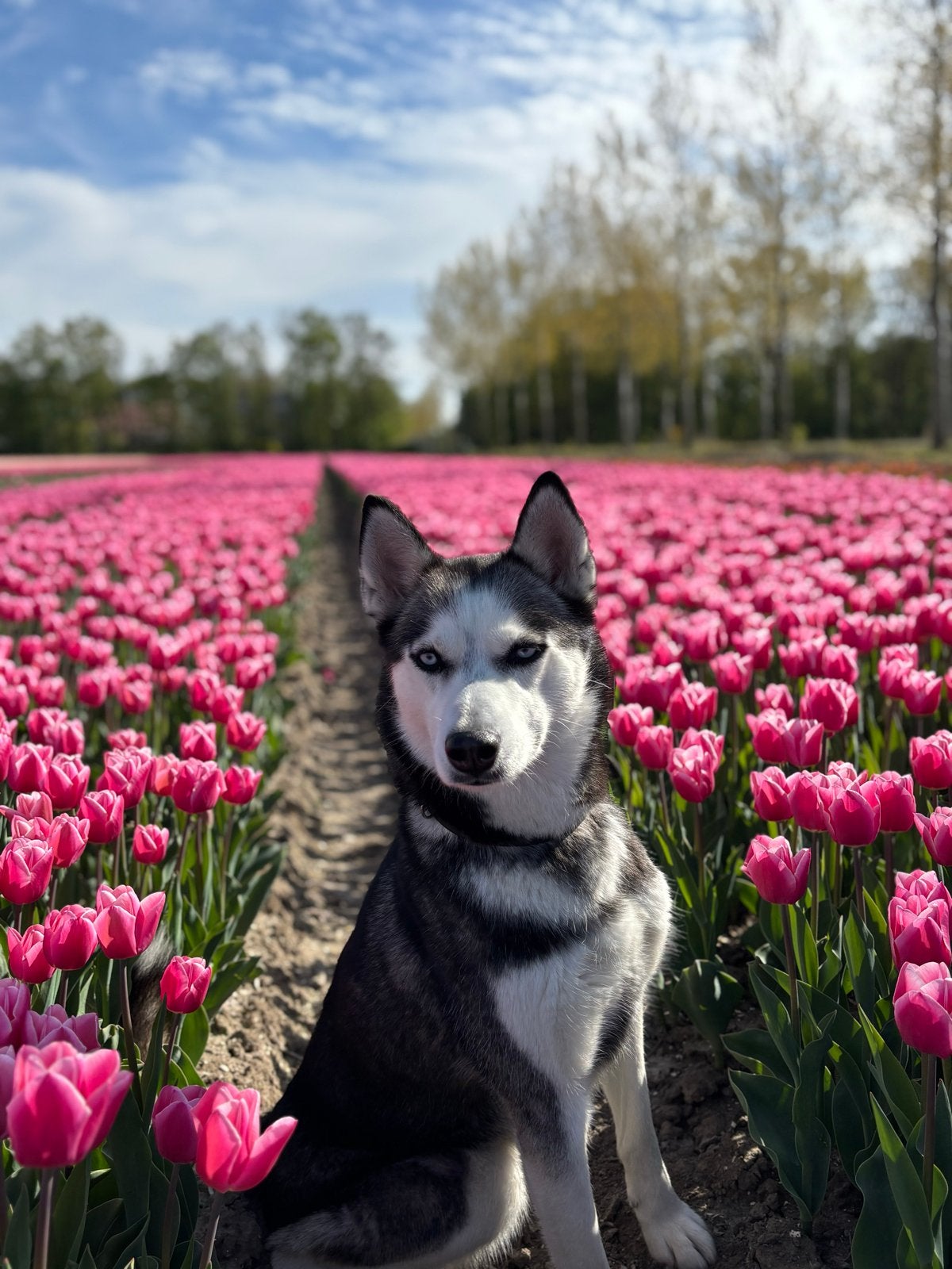 Gouden mandje gezocht, België, Particulier, Teef, Poolhond