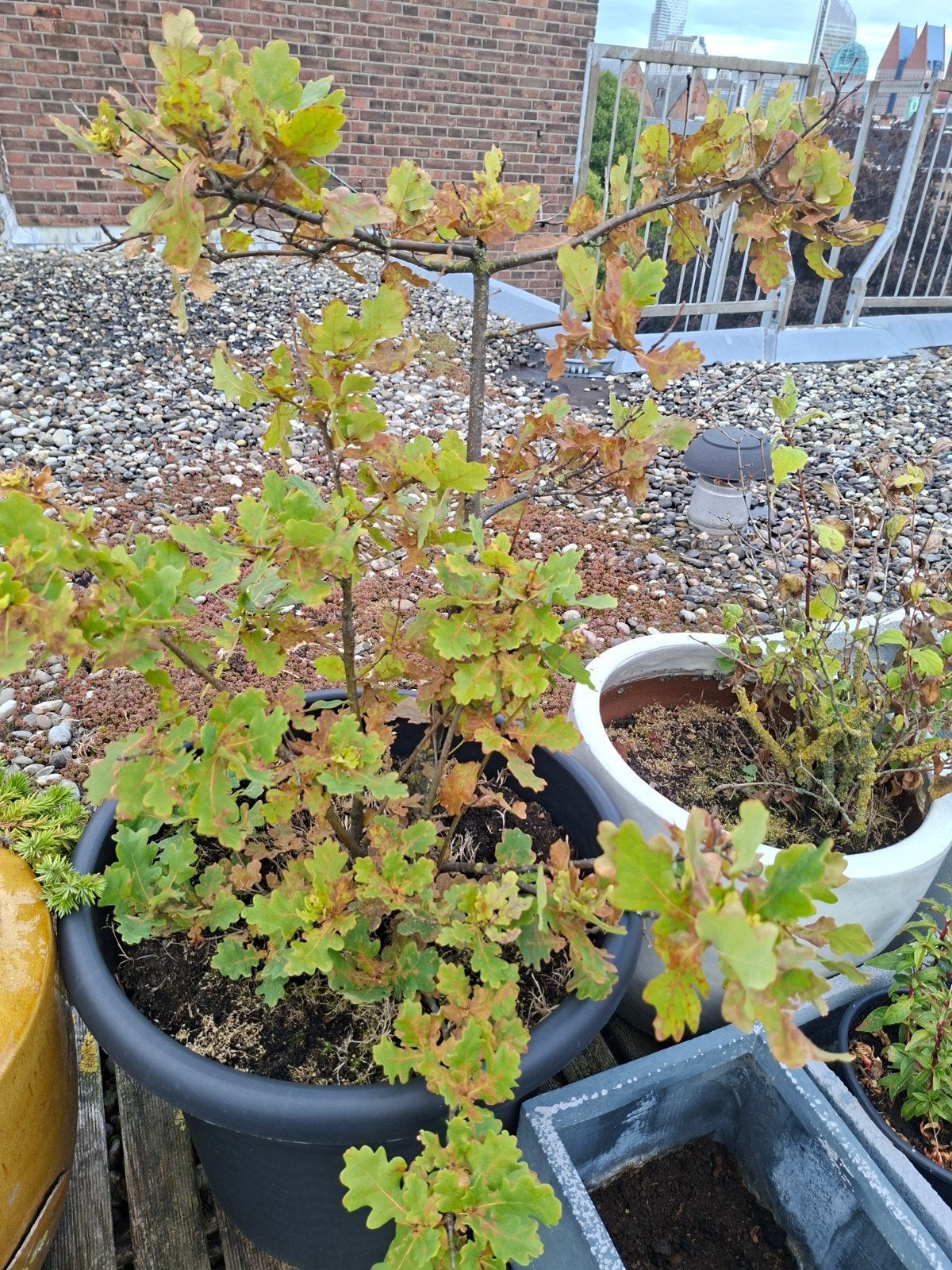 Jonge Eikenboom in pot - Quercus Robur, Volle zon, Vaste plant, Bloeit niet, Ophalen