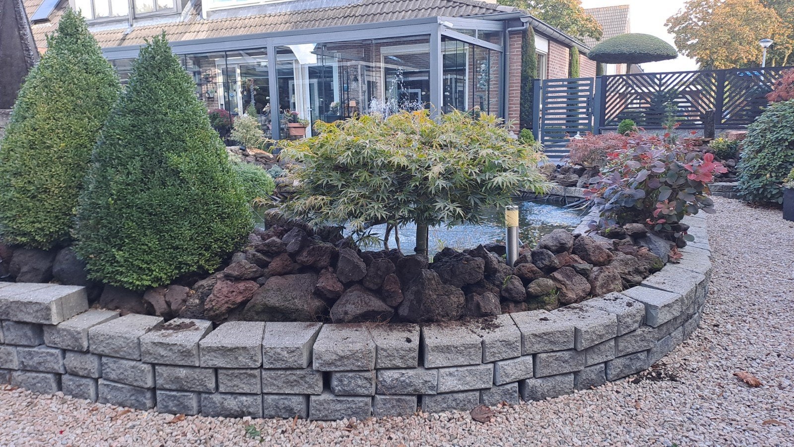 Japanse esdoorn - Acer palmatum (2 stuks), Tuin en Terras, Ophalen, Bloeit niet, Halfschaduw, Overige soorten