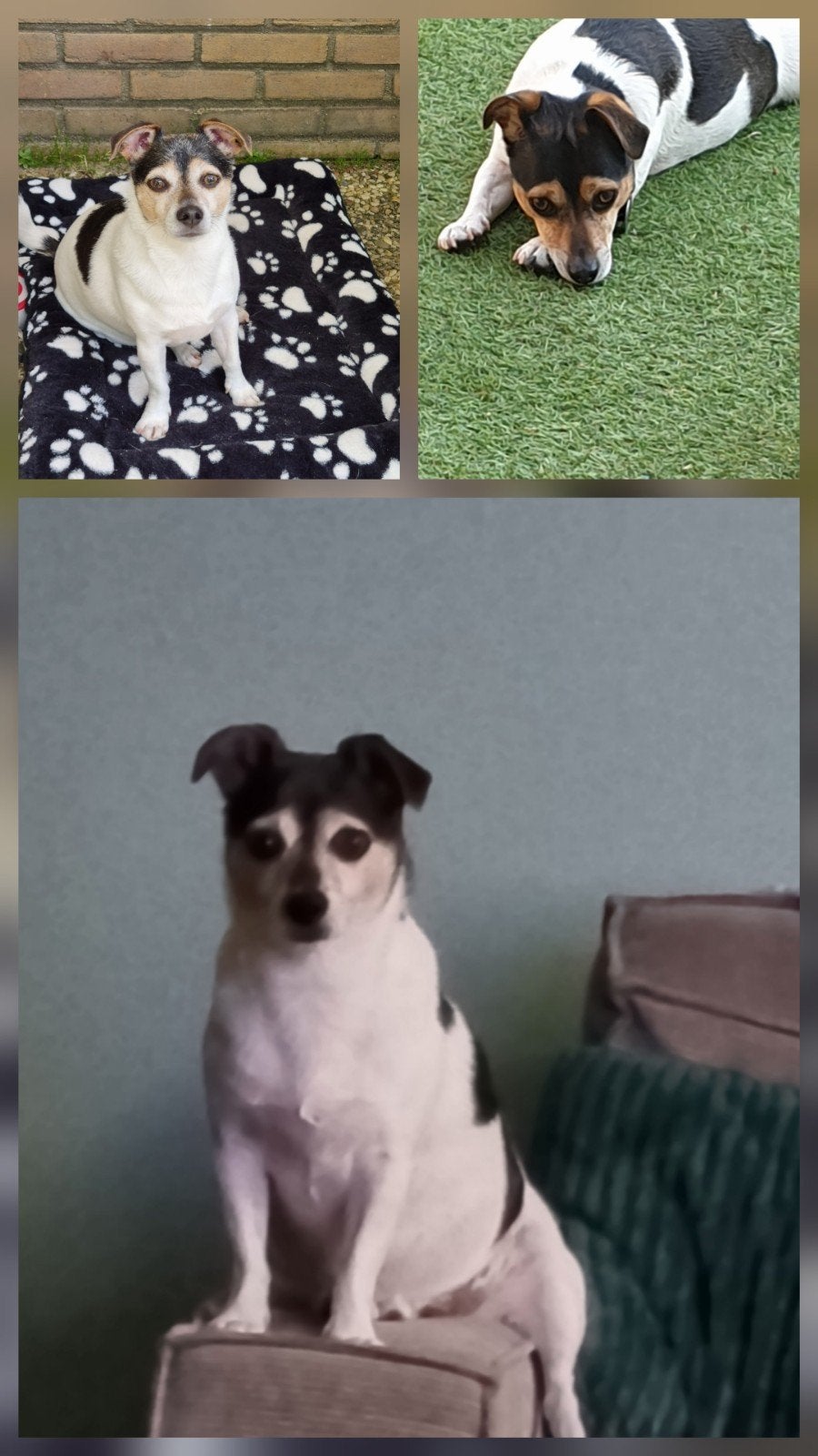 Hondje jack russel, Dieren en Toebehoren, 6 jaar of ouder, Reu, Parvo, Eén hond