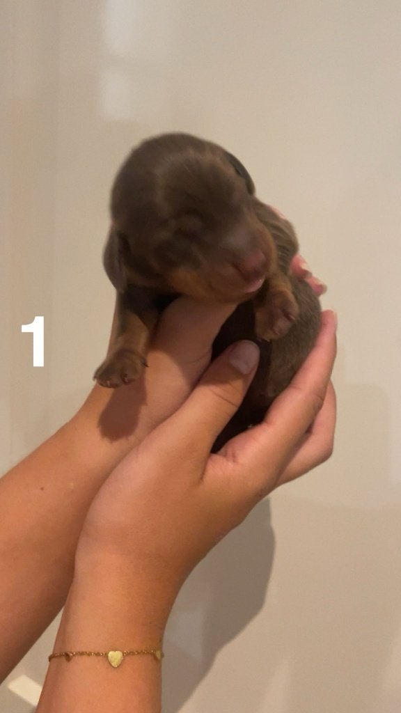 Pups korthaar dwergteckels-teckel ..., Dieren en Toebehoren, Honden | Teckels en Dashonden, 8 tot 15 weken, Korthaar, Dwerg, Parvo