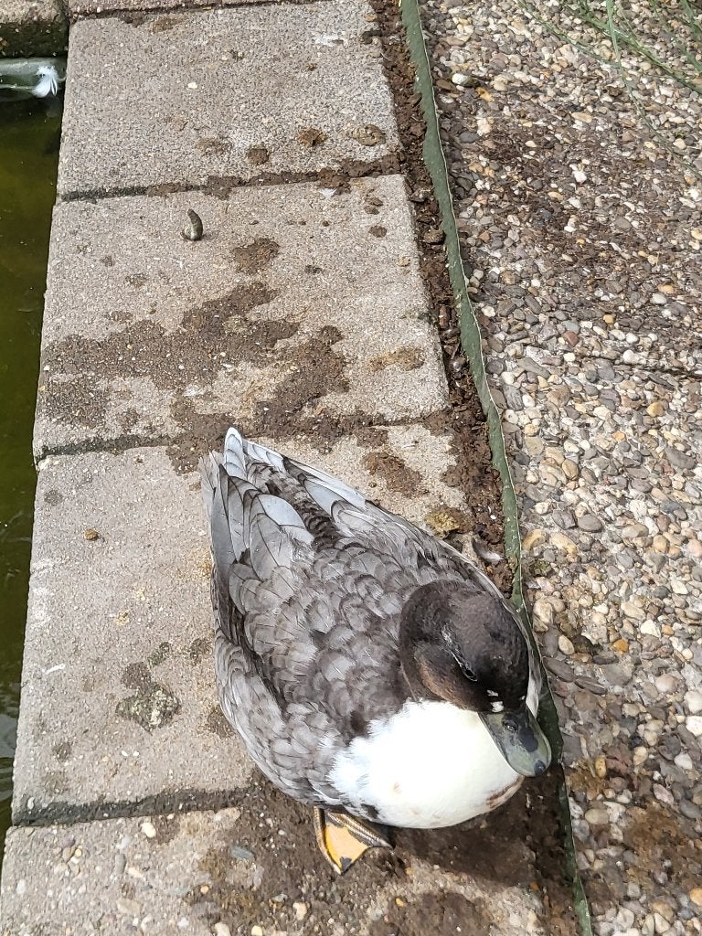 on verwant koppel kwakertjes eenden watervogels eend, Meerdere dieren, Eend