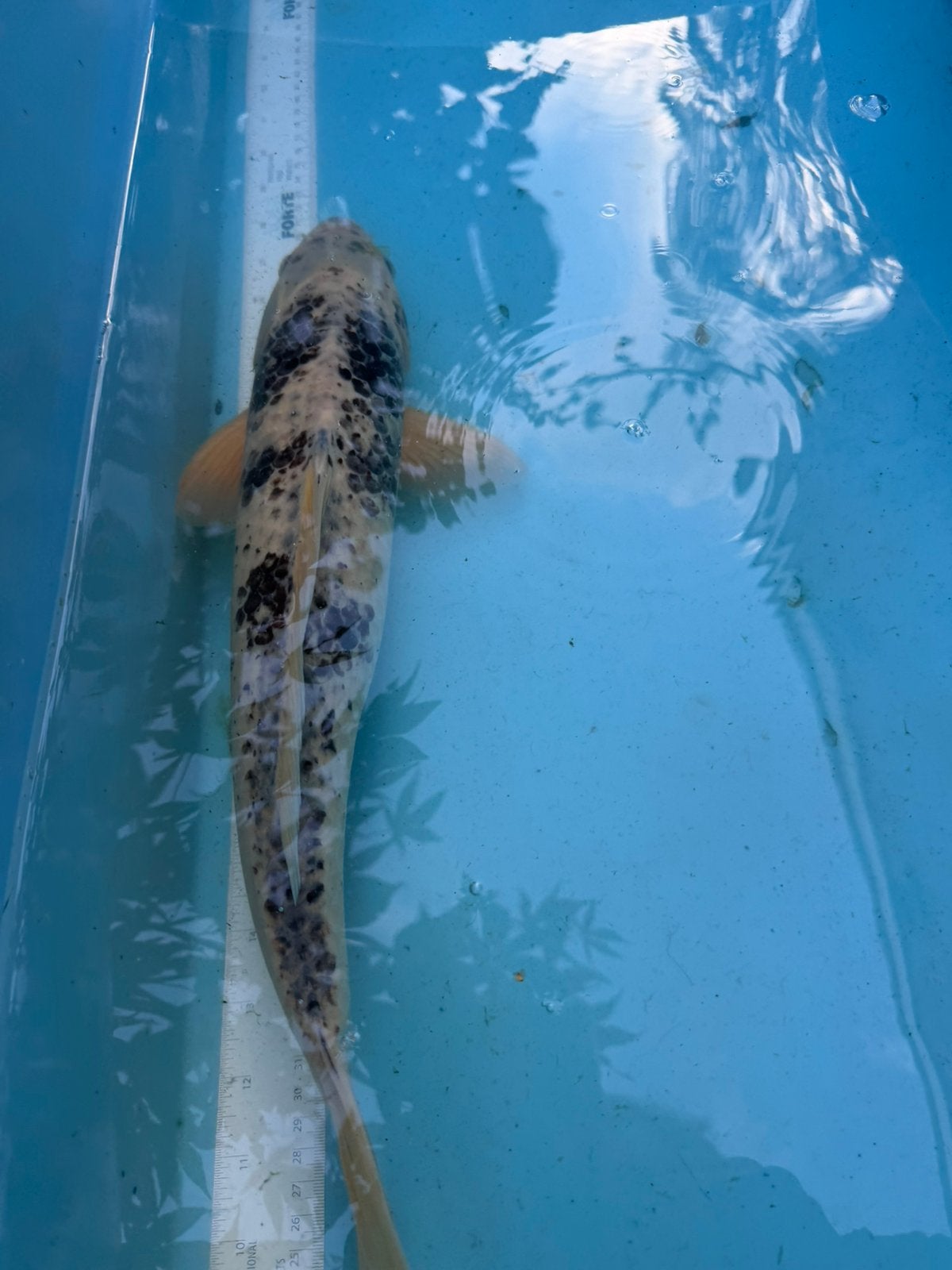 shiro utsuri koi, Dieren en Toebehoren, Karper of Koi