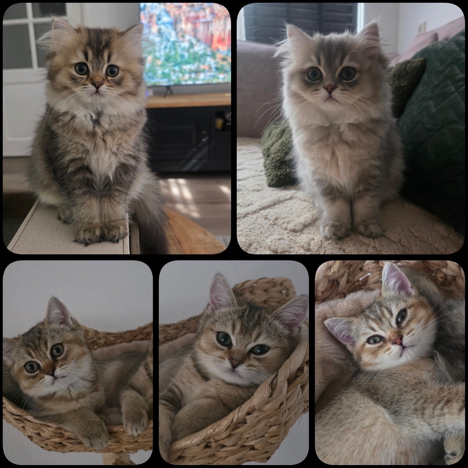 Lieve, sociale Britse Korthaar & Langhaar kittens, Dieren en Toebehoren, Meerdere dieren, Ontwormd