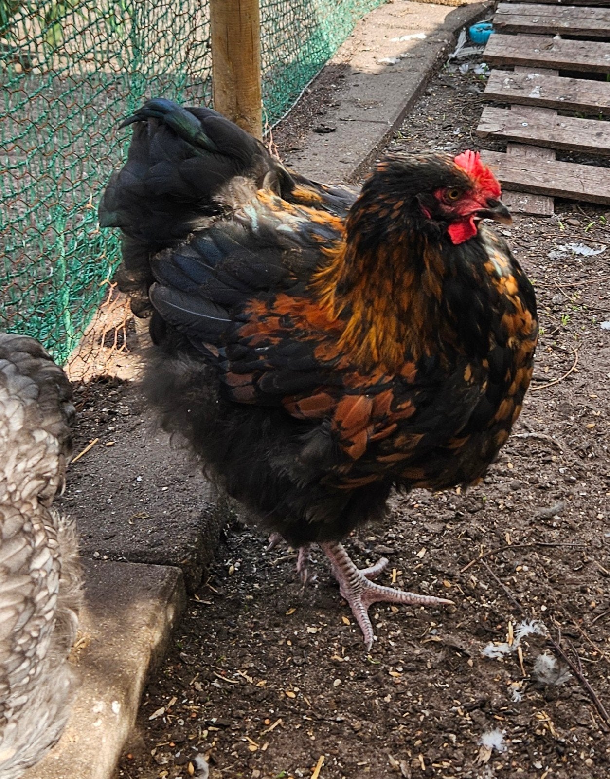 hele knappe orpington haan, Meerdere dieren, Kip