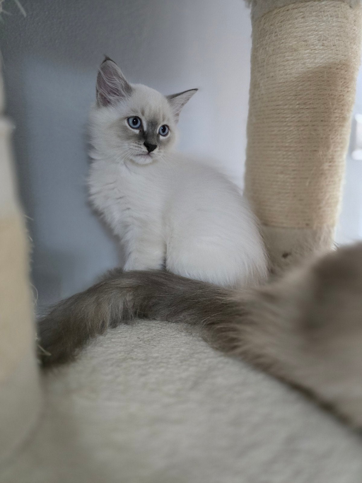 Siberische kittens Neva Masquerade HYPOALLERGIESCHE, Dieren en Toebehoren, Meerdere dieren, Gechipt, 0 tot 2 jaar