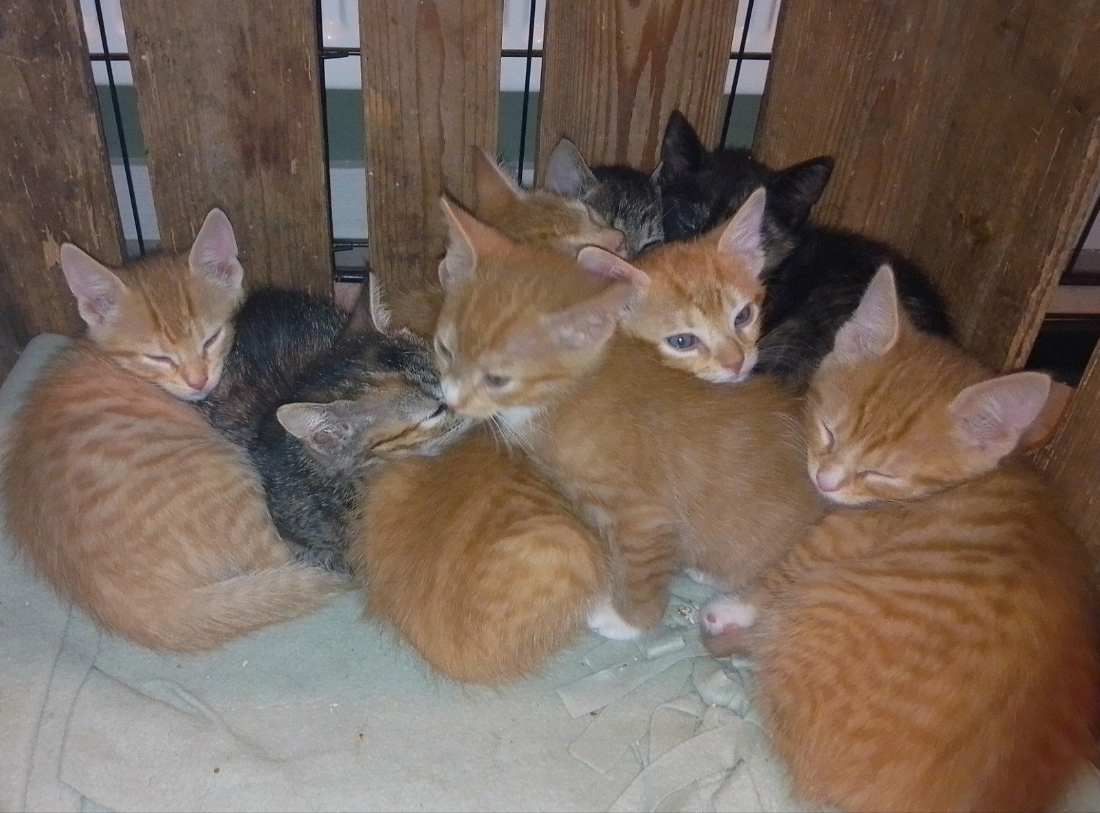 lieve kittens rood/cypers/lap, Dieren en Toebehoren, Meerdere dieren, Kortharig, 0 tot 2 jaar