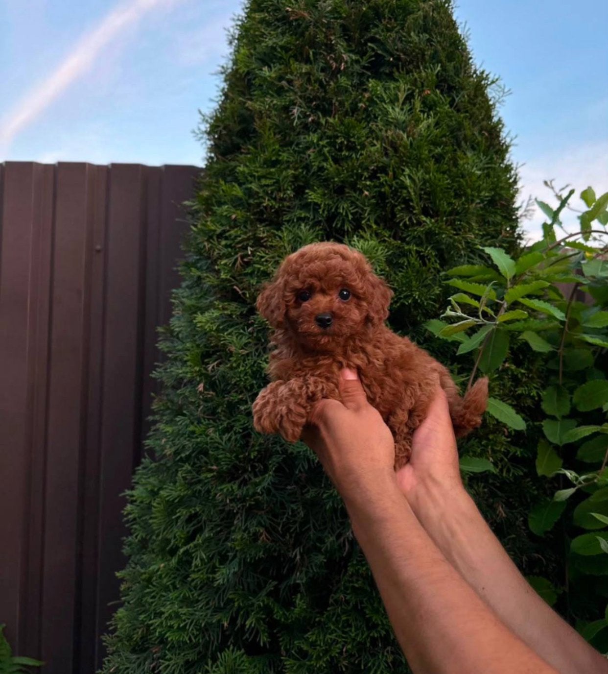 Toypoedel teefje | toy poodle, Dieren en Toebehoren, Honden | Chihuahua's en Gezelschapshonden, Poedel, 8 tot 15 weken, Teef, Parvo