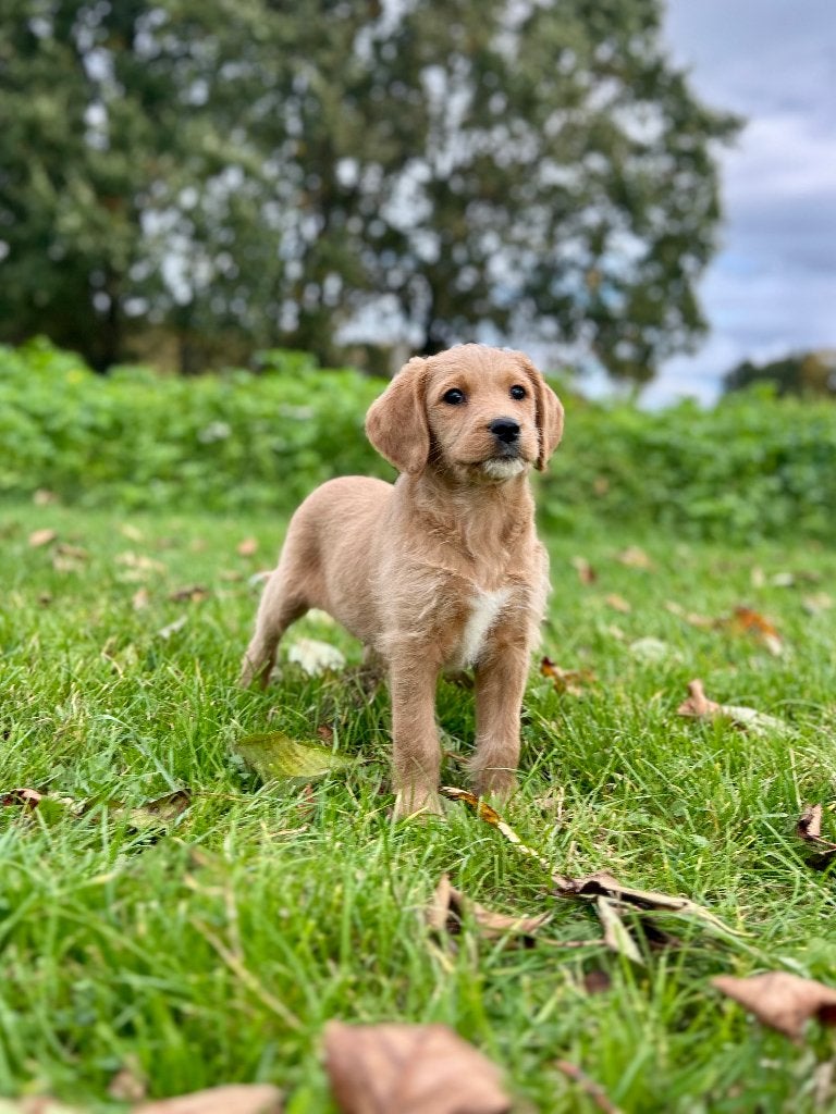 Prachtige Labradoodle pups, België, Particulier, CDV (hondenziekte), 8 tot 15 weken