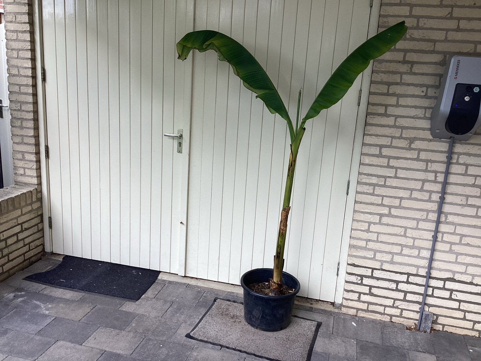 Bananenplant (Musa Basjoo) in pot, Volle zon, Vaste plant, Bloeit niet, Ophalen