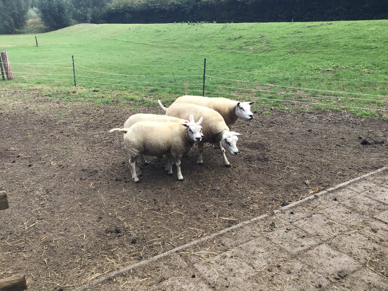 Te koop schapen, Mannelijk, Schaap, 0 tot 2 jaar
