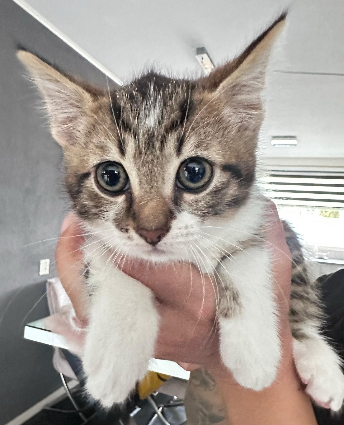 Kitten 5 maanden oud(kater), Kater, 0 tot 2 jaar