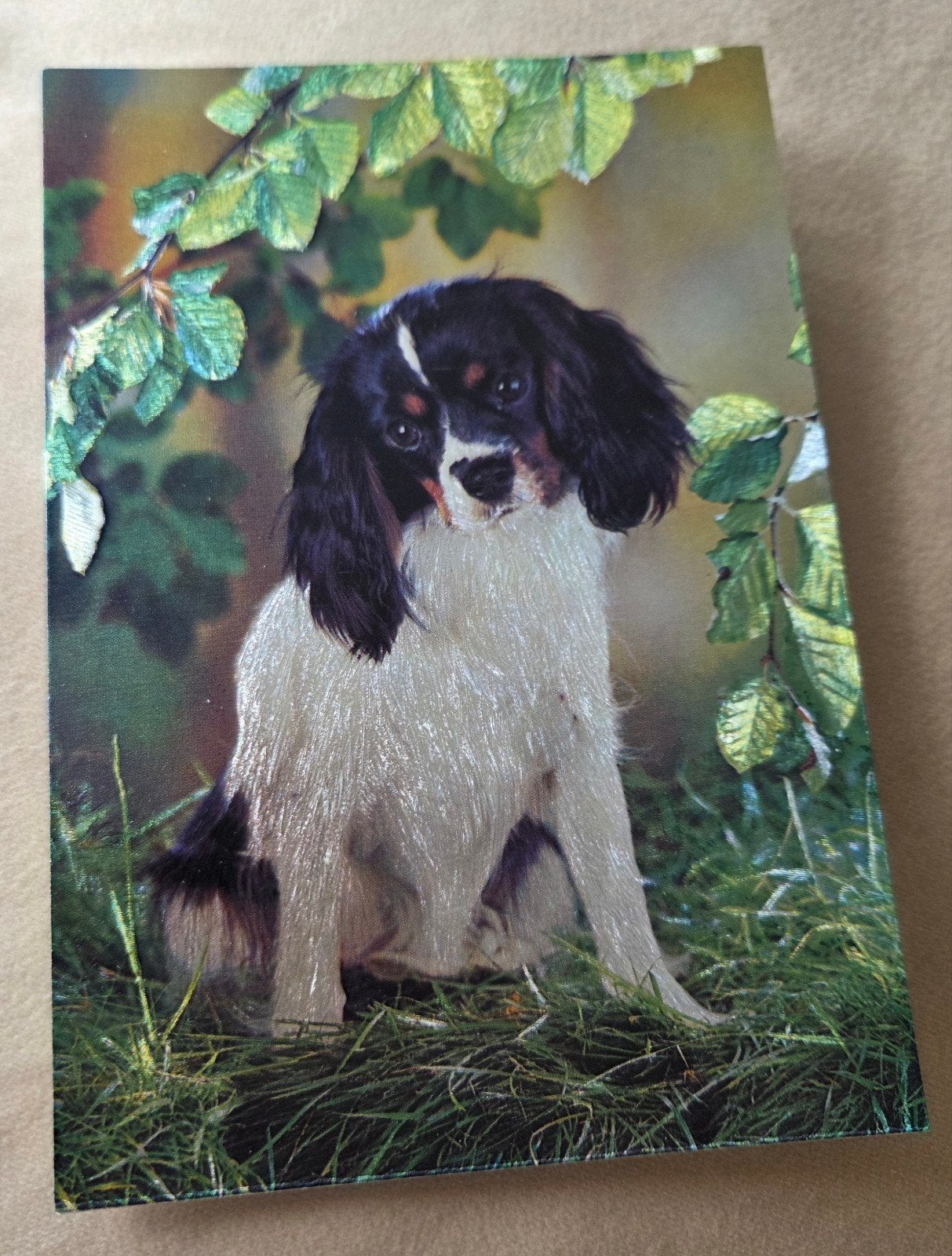 Cavalier King Charles Spaniel, Verzenden, 1960 tot 1980, Ongelopen, Hond of Kat
