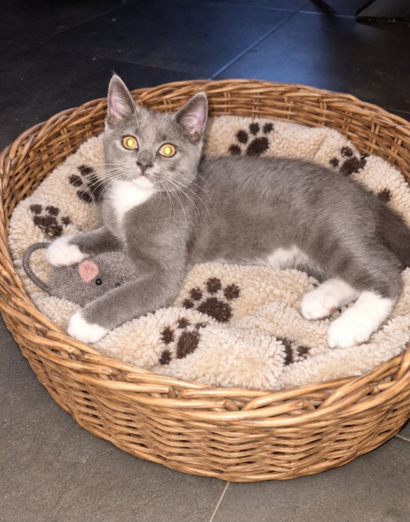 Kruizing Brits korthaar x Ragdoll, Meerdere dieren, Gechipt, 0 tot 2 jaar