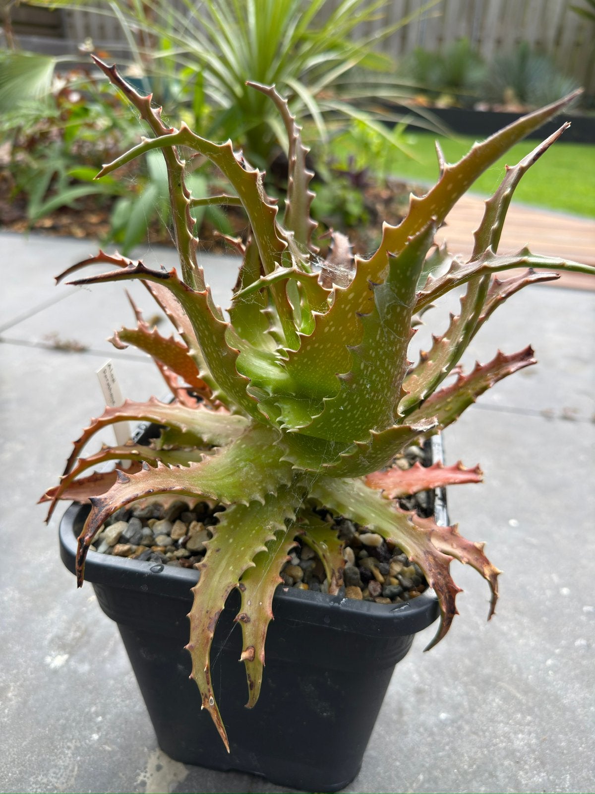 Aloe Dorotheae, Ophalen of Verzenden, Overige soorten, Volle zon