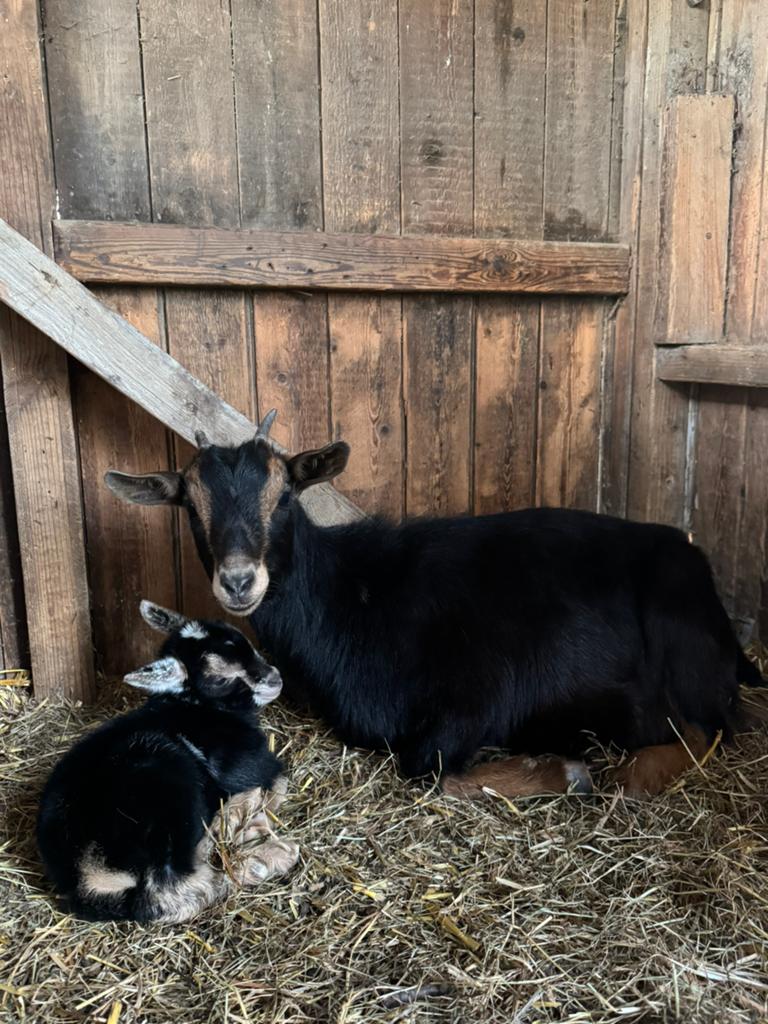 Dwerggeit black&tan, Vrouwelijk, Geit, 0 tot 2 jaar