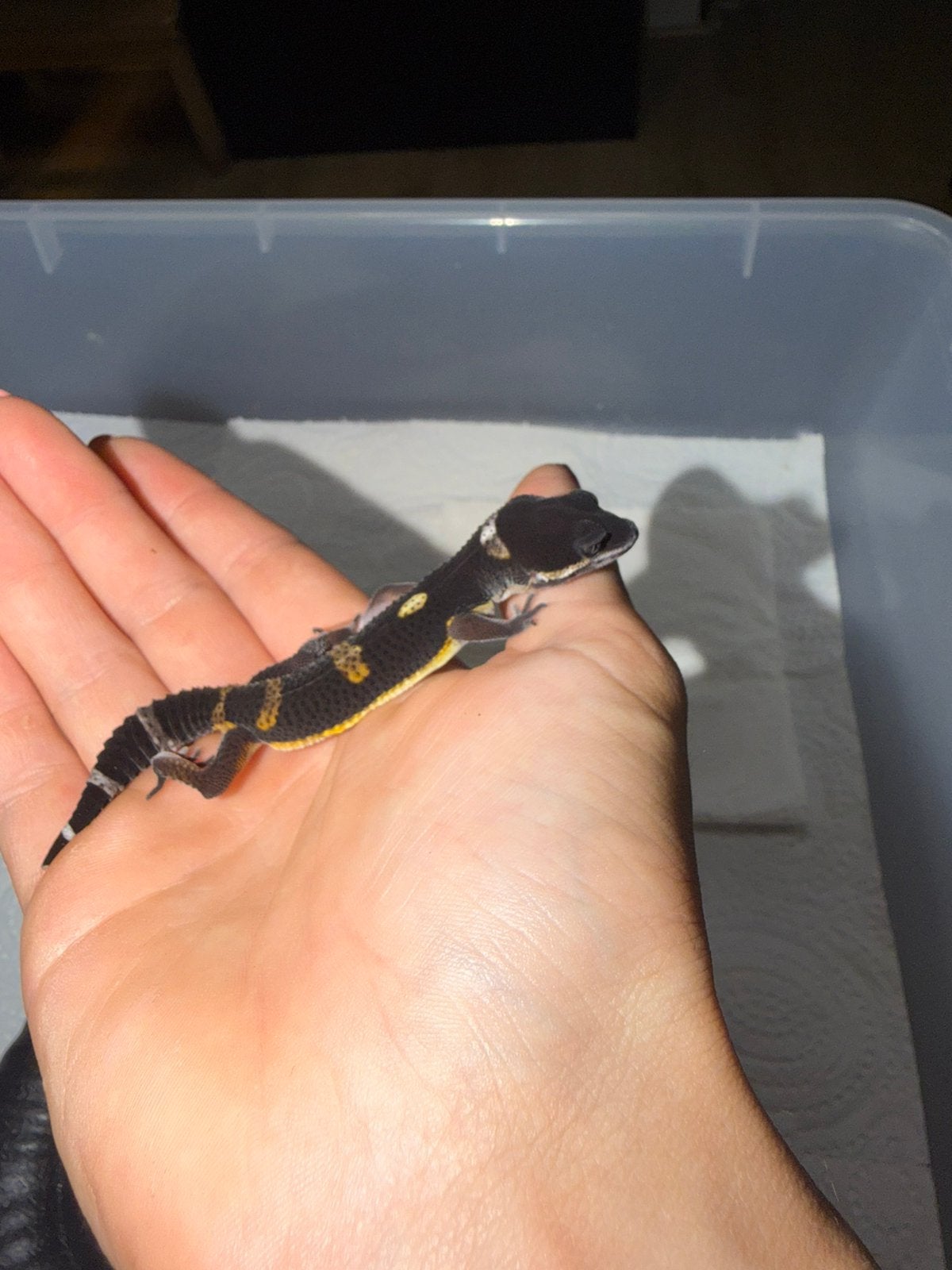 Black night luipaardgekko, Hagedis, 0 tot 2 jaar