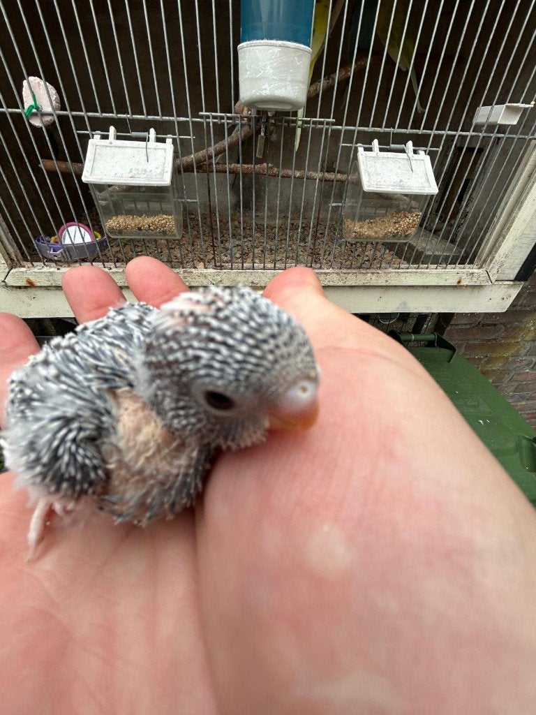 Jonge grasparkieten uit het blok, Dieren en Toebehoren, Meerdere dieren, Parkiet, Tam